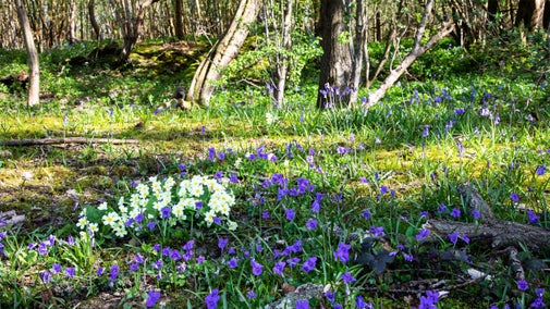 Scathes Wood in Spring Paul Simons